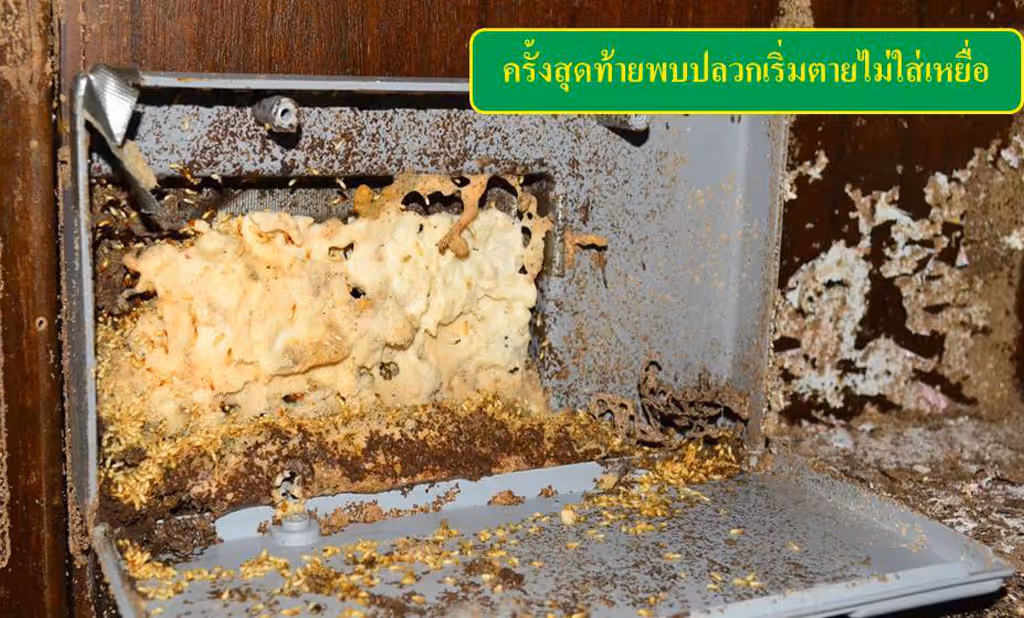 ผลงานกำจัดปลวก ปราจีนบุรี 4