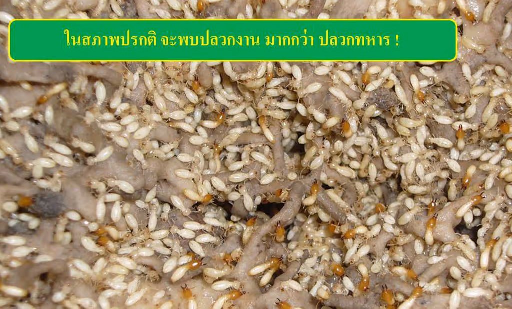 ผลงานกำจัดปลวก ปราจีนบุรี 5